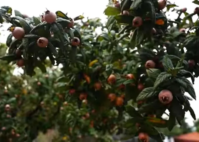 Вилла Blue Ovaakca